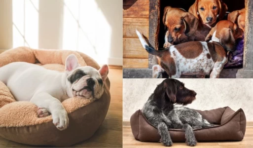 La cama del perro