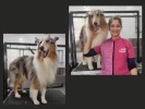 Baño, sanitario y deslanado perros de tamaño grande de pelo largo