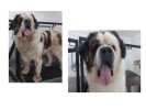 Baño, sanitario y deslanado perros de tamaño gigante de pelo largo