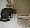 Comedero gatos plato personalizado