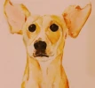 Retrato mascota acuarelas sobre papel