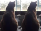 Pensionado - Estadía diaria felinos