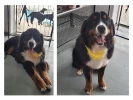 Baño, sanitario y deslanado perros de tamaño gigante de pelo largo