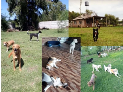 Pensionado Canino - Estadía Diaria