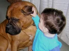 Raza Bullmastiff - Servicio de Stud para Terceros